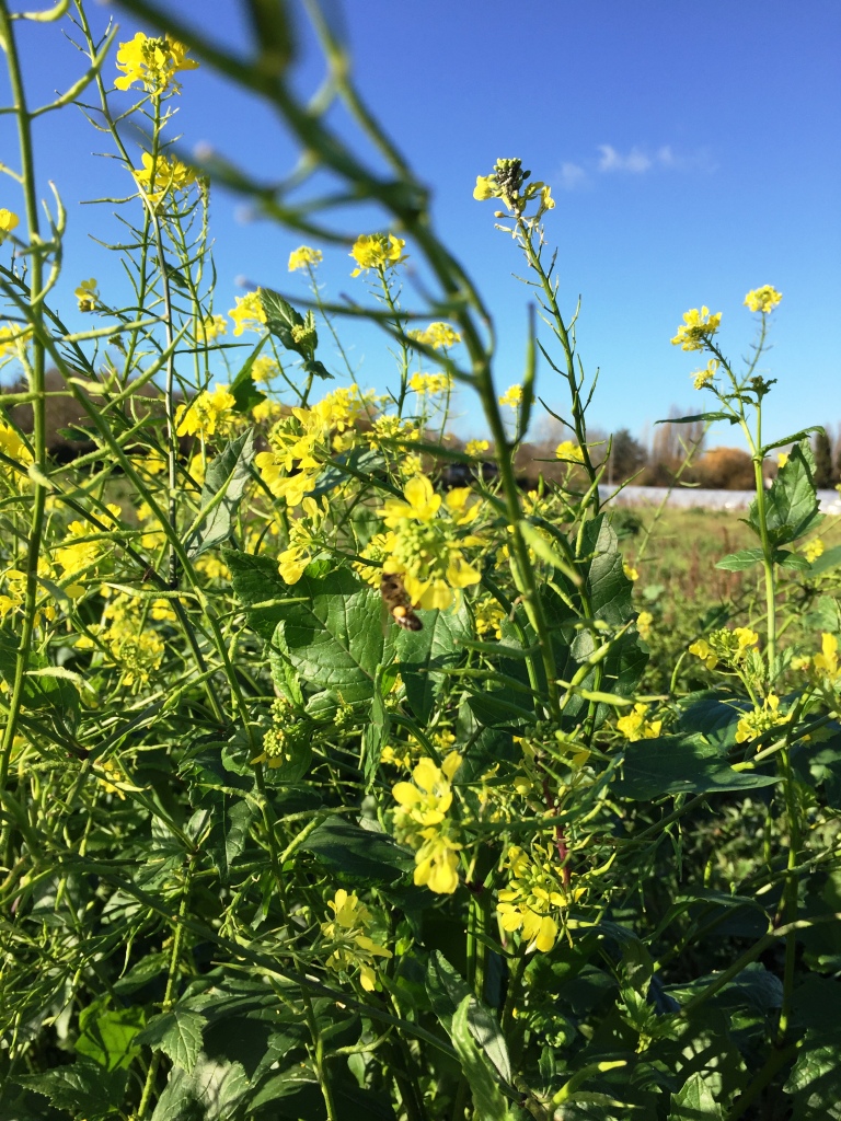 Abeille avec sacs a pollen sur ravenelles